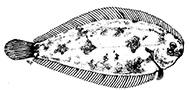 Buglossidium luteum_claves